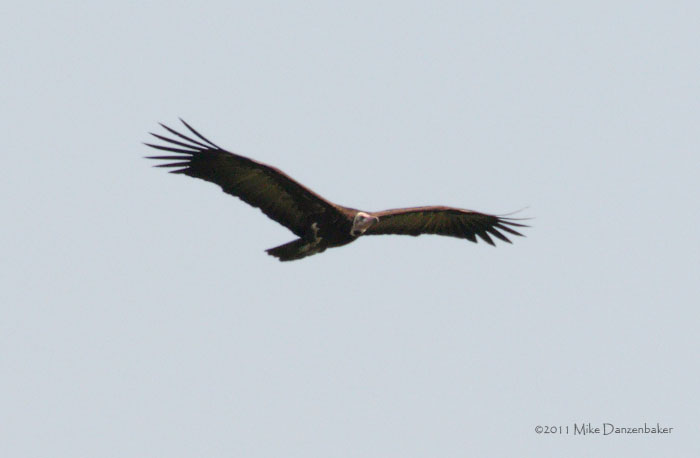 Hooded Vulture (Necrosyrtes monachus) photo image