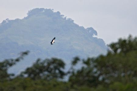 King Vulture (Sarcoramphus papa) photo