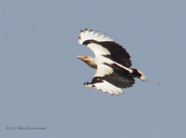 Palm-nut Vulture (Gypohierax angolensis) photo image