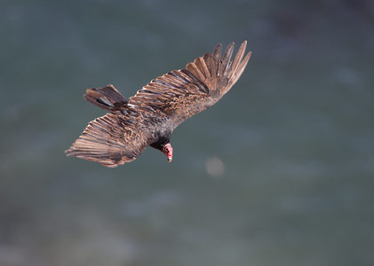 Turkey Vulture (Cathartes aura) photo image