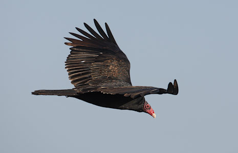 Turkey Vulture (Cathartes aura) photo image