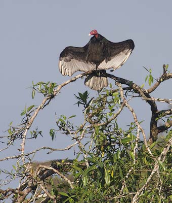 Turkey Vulture (Cathartes aura) photo image