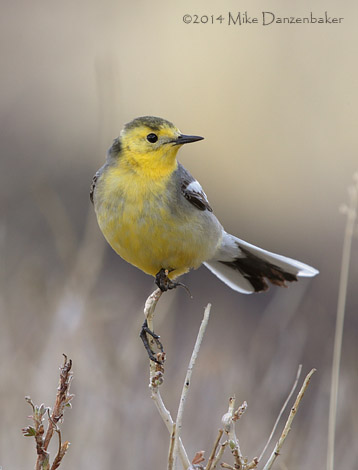 Citrine Wagtail (Motacilla citreola) photo image