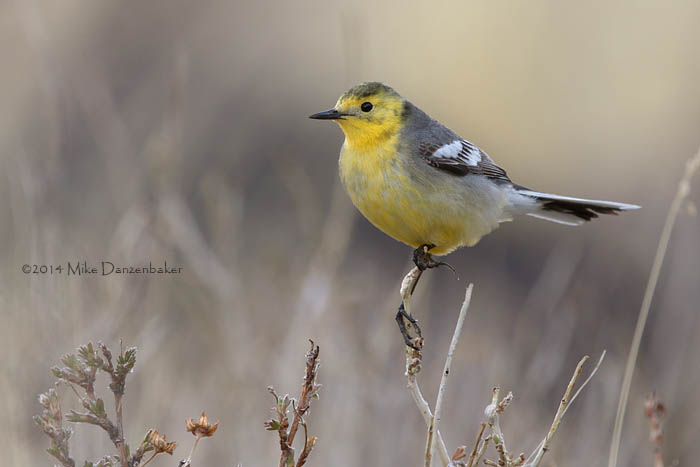 Citrine Wagtail (Motacilla citreola) photo image