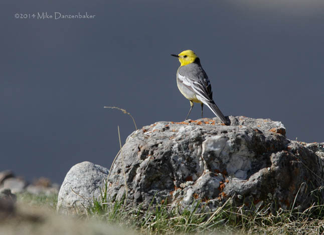 Citrine Wagtail (Motacilla citreola) photo image