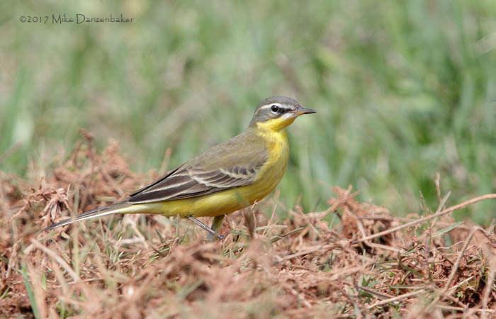 Eastern Yellow Wagtail (Motacilla tschutschensis) photo image