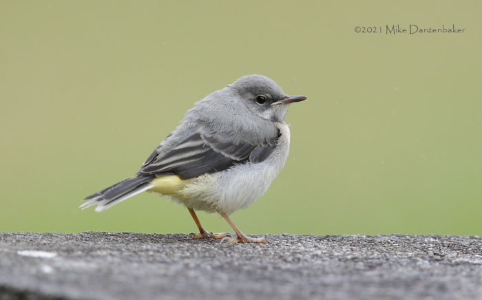 Grey Wagtail (Motacilla cinerea) photo image
