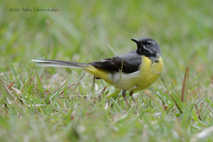 Grey Wagtail (Motacilla cinerea) photo image