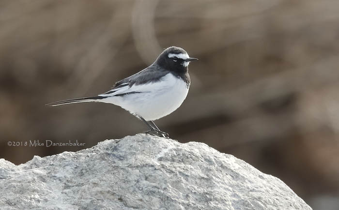 Japanese Wagtail (Motacilla grandis) photo image