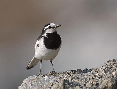 White Wagtail (Motacilla alba) photo image