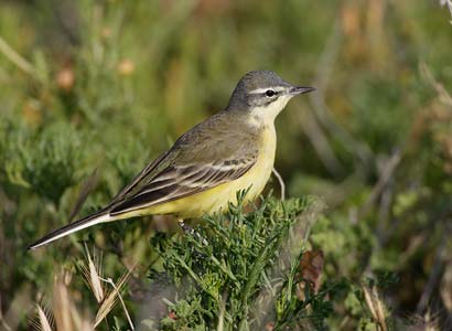 Western Yellow Wagtail (Motacilla flava) photo image