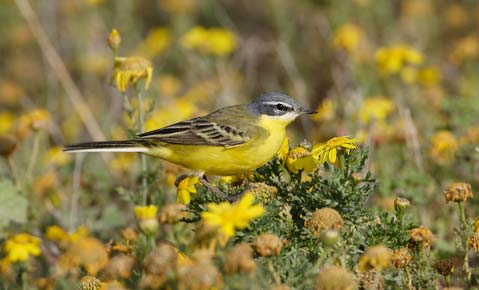 Western Yellow Wagtail (Motacilla flava) photo image