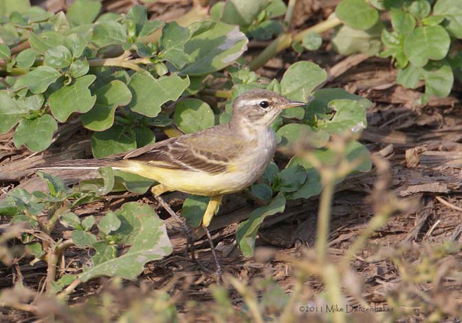 Western Yellow Wagtail (Motacilla flava) photo image