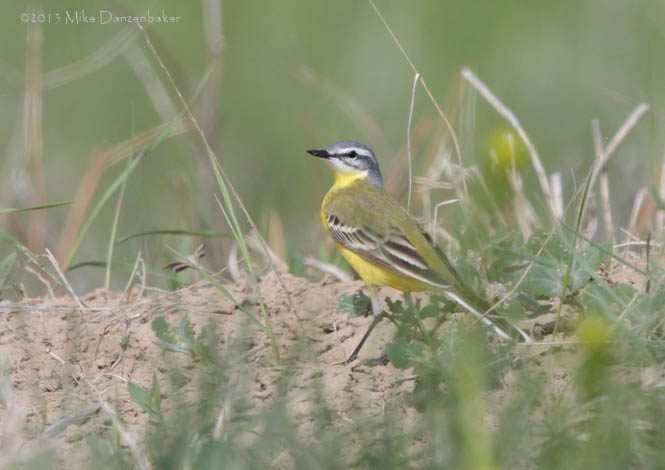 Western Yellow Wagtail (Motacilla flava) photo image