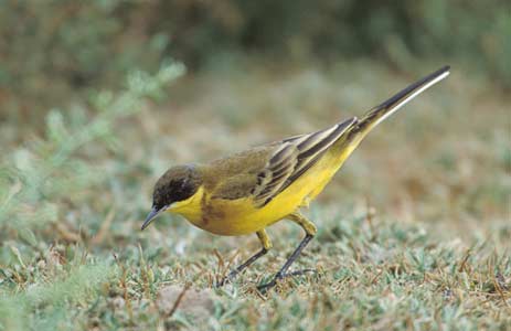 Western Yellow Wagtail (Motacilla flava) photo image