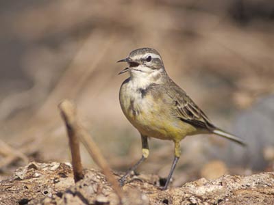 Western Yellow Wagtail (Motacilla flava) photo image
