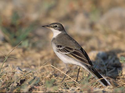 Western Yellow Wagtail (Motacilla flava) photo image