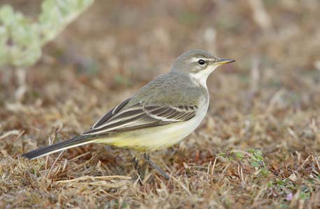 Western Yellow Wagtail (Motacilla flava) photo image