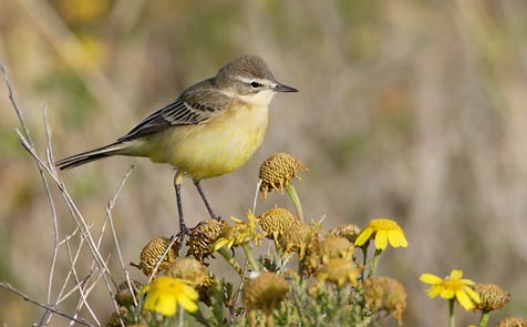 Western Yellow Wagtail (Motacilla flava) photo image