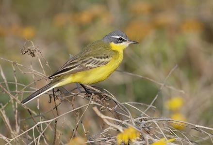 Western Yellow Wagtail (Motacilla flava) photo image