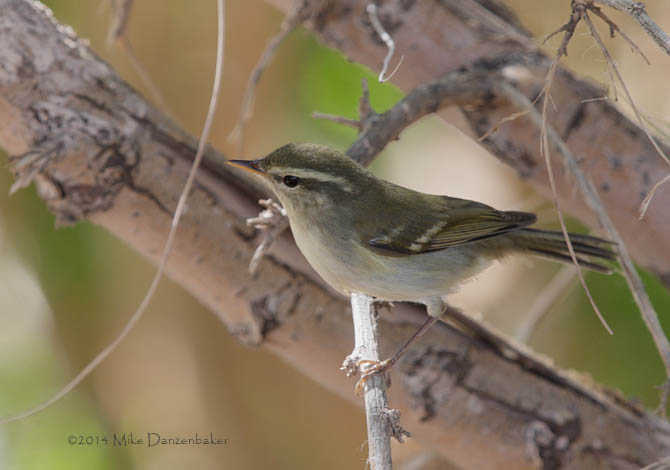 Two-barred Warbler (Phylloscopus plumbeitarsus) photo image