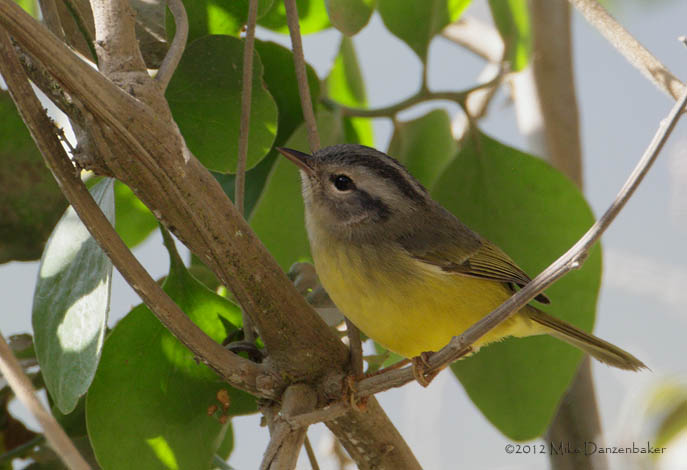 Three-banded Warbler (Basileuterus trifasciatus) photo