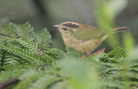 Three-striped Warbler (Basileuterus tristriatus) photo image