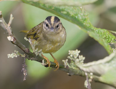 Three-striped Warbler (Basileuterus tristriatus) photo image