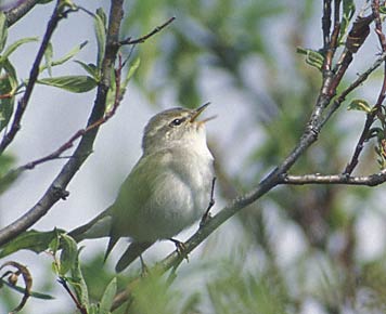 Arctic Warbler (Phylloscopus borealis) photo image