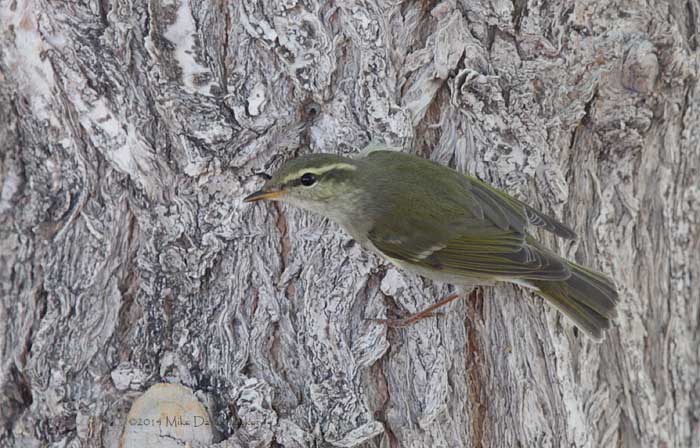 Arctic Warbler (Phylloscopus borealis) photo image
