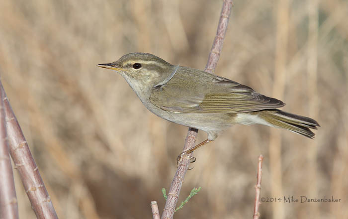 Arctic Warbler (Phylloscopus borealis) photo image