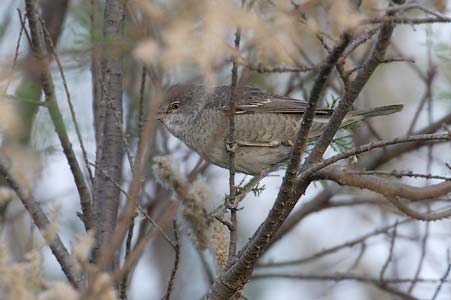 Barred Warbler (Sylvia nisoria) photo image