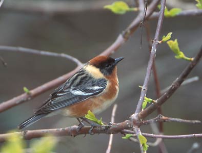 Bay-breasted Warbler (Dendroica castanea) photo image