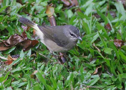 Buff-rumped Warbler (Phaeothlypis fulvicauda) photo