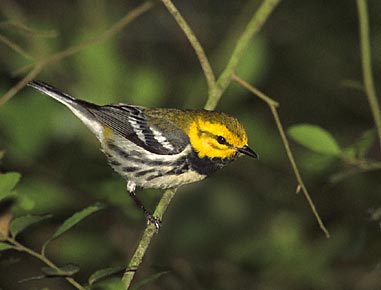 Black-throated Green Warbler (Dendroica virens) photo image