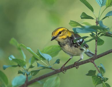 Black-throated Green Warbler (Dendroica virens) photo image