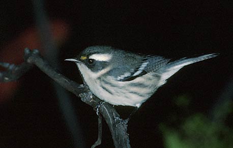 Black-throated Gray Warbler (Dendroica nigrescens) photo image