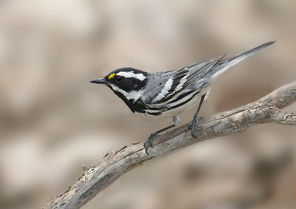 Black-throated Gray Warbler (Dendroica nigrescens) photo image