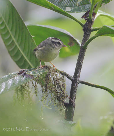 Black-eared Warbler (Basileuterus melanotis) photo image