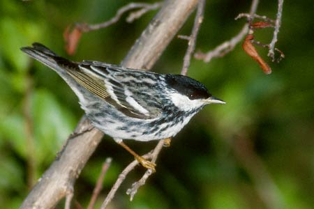 Blackpoll Warbler (Dendroica striata) photo image