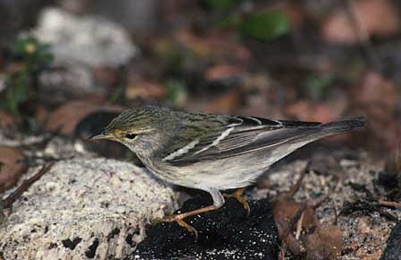 Blackpoll Warbler (Dendroica striata) photo image