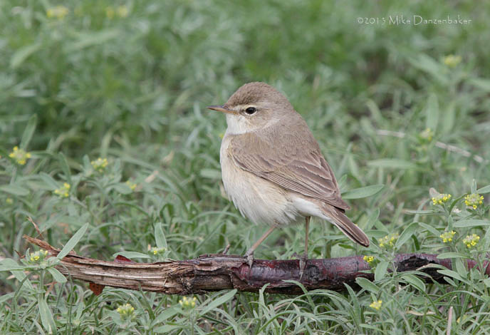 Booted Warbler (Iduna caligata) photo image