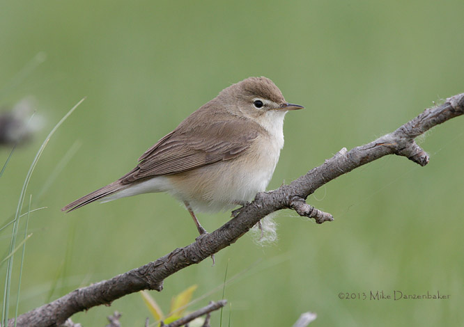 Booted Warbler (Iduna caligata) photo image