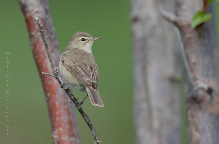 Booted Warbler (Iduna caligata) photo image