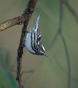 Black-and-white Warbler (Mniotilta varia) photo image