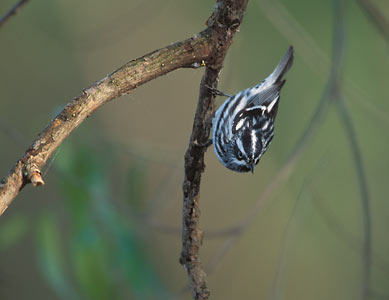 Black-and-white Warbler (Mniotilta varia) photo image