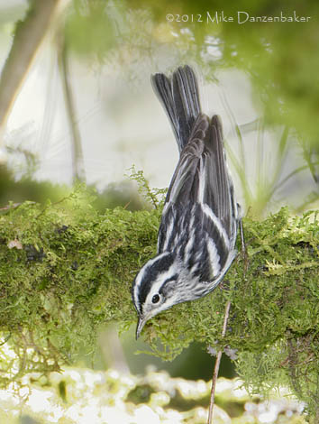 Black-and-white Warbler (Mniotilta varia) photo