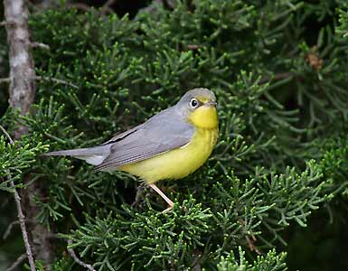 Canada Warbler (Wilsonia canadensis) photo image