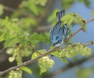 Cerulean Warbler (Dendroica cerulea) photo image