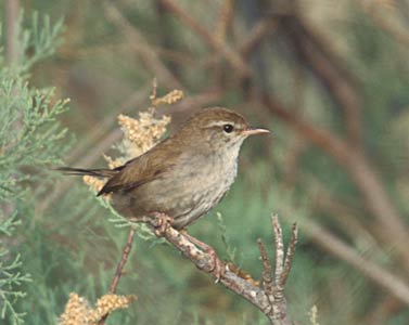 Cetti's Warbler (Cettia cetti) photo image